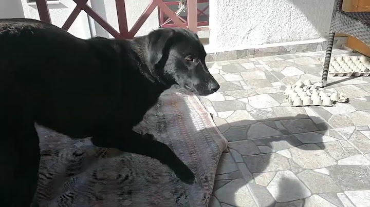 Stray dog Samson plays ball on the balcony