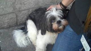 This dog was brought in by the parents of a 15 year old who had Binx taken from her because she abused the dog. I pray she's getting the help she needs.
