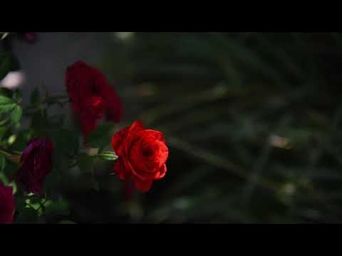 In the Garden - Anne Murray - YouTube