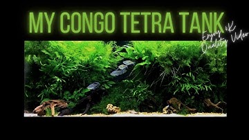 My Congo Tetra Tank