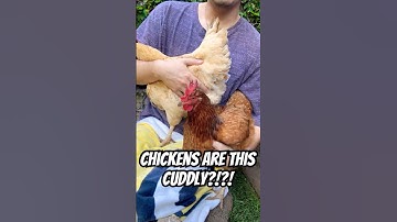 🐔💛My Chickens Pile On for Cuddles... So Cute, So Chaotic!