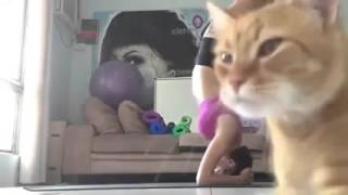 Yanlış Zamanda Yanlış Yerde Duran Kedi