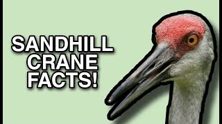 The Life of the Crane: Sandhill Crane Facts!
