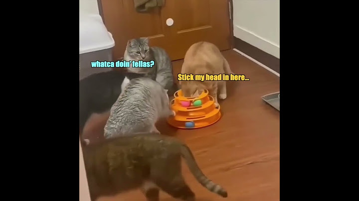 Cat Cone Fiasco