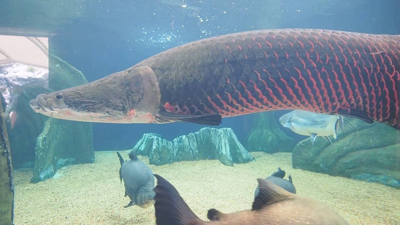 撮れるうちに サンシャイン水族館のピラルク 追記あり Youtube