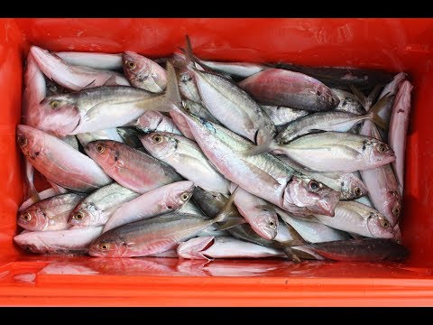 Light Jigging İle Rekor Tazeledik / 3 Saatte 69 Parça Balık