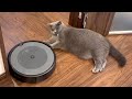 ルンバの丸さに負けないポチャ猫さん