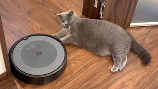 ルンバの丸さに負けないポチャ猫さん
