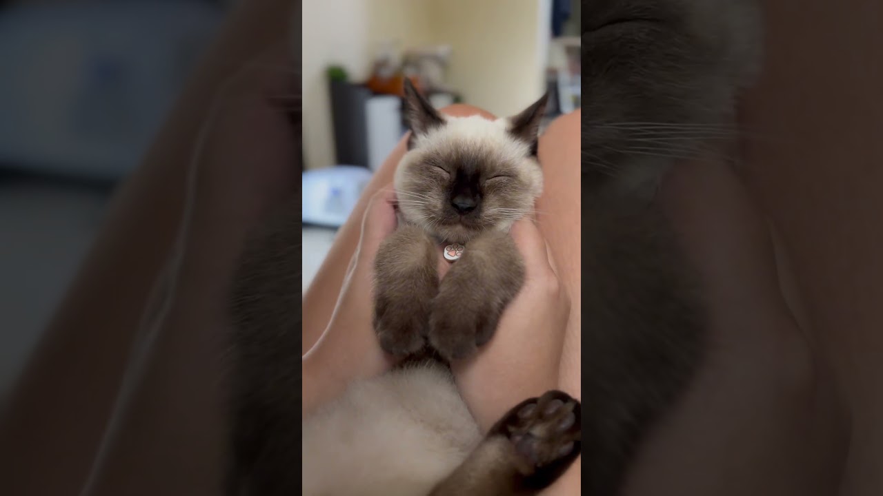 Purring with Coffee Cat!