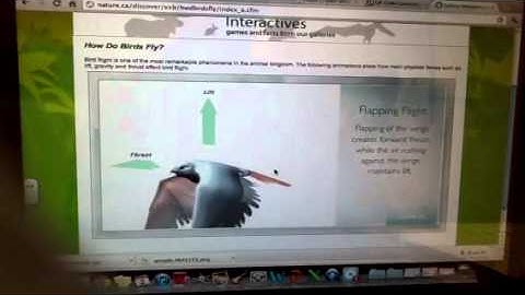 Flapping Flight Video