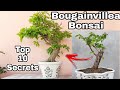 My Top 10 secrets to Bougainvillea Bonsai - Bougainvillea cutting to Bonsai