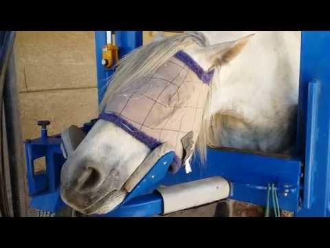 Sedated Horse is