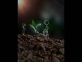 New Mobile Photography Video Status |#shortvideo #viral #shorts #photography