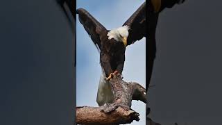 Tenha Equilíbrio...2