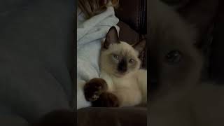 My Kitten Loves Watching Herself on My Phone🥹 #cat #kitten #kitty #pets #cutecat #love #baby #film
