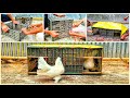 How to make pigeon house || Pigeon house made with plastic cage || how to make pigeon cage at home