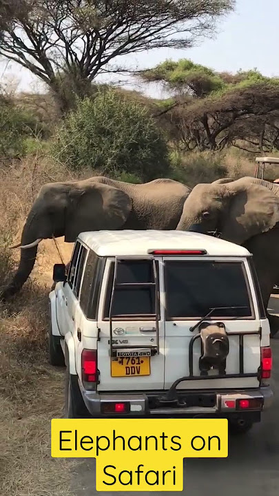 Safari in Tanzania, sneak preview of some of the wild elephants. #WildElephants #safari #Tanzania