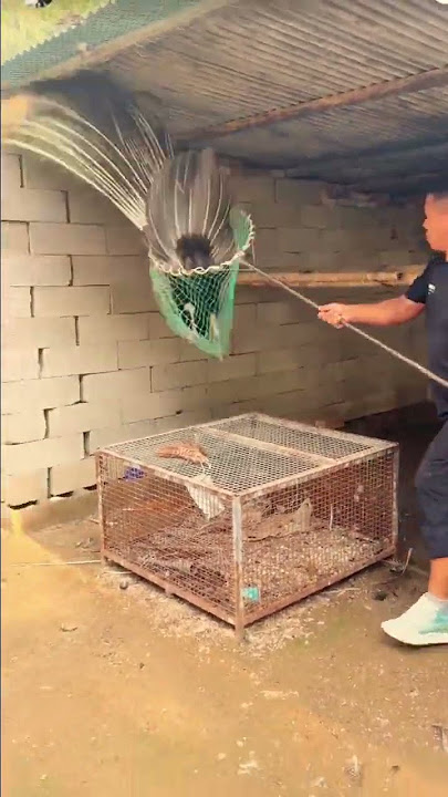teknik menangkap burung merak dengan tepat #shorts
