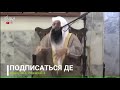 Воккхачу стеган Инзаре дийцар - Хьехам