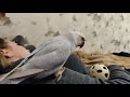 Умный ожереловый попугай Сеня