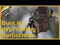 Bunt ist der Frühling - Vögel im Aprilschnee