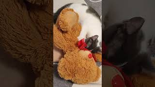 Https:youtube.com/ - Ry9Jx6Hs6K?Si=R _Rhb38Ttpxdbxsk Resimi