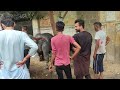 Dangerous Qurbani 2023 bakra eid | Dangerous Buffalo Qurbani