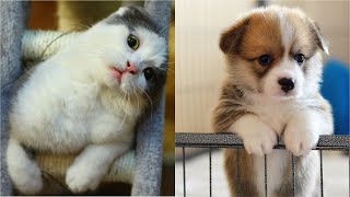 😂 Funniest 😹 Cats And Cutest 🐶 Dogs - Awesome Funny Pets by Funny Creatures 4,956 views 3 years ago 10 minutes, 30 seconds