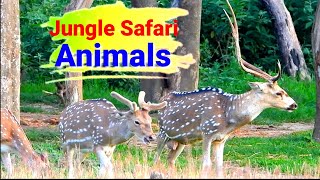 4k wild animals | jungle safari live | animal live