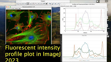 Fluorescent intensity profile plot for multi-channel image in ImageJ | Microscope image processing