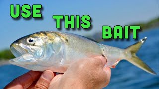 I caught the BEST tasting fish in the Ocean… by LowCountryFishing 4,042 views 10 months ago 12 minutes, 55 seconds