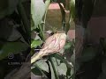 బ్రహ్మ కమలం | Brahma Kamalam | ब्रह्म कमल | The Queen of the night | Epiphyllum oxypetalum
