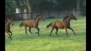 Horse Racing - 