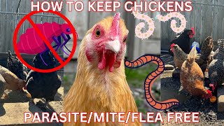 HOW TO PREVENT PARASITES & MITES IN CHICKENS!
