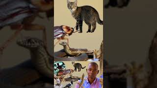 Dore yamatumanaho yabarozi nibyo bakoresha #shortvideo