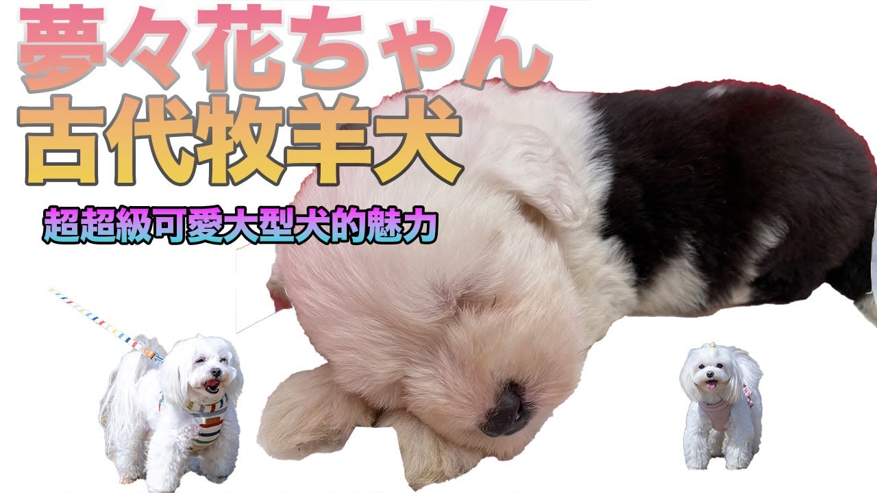 古代牧羊犬第3集 親切友善的好朋友 オールドイングリッシュ