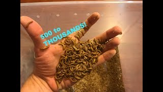 From 500 to Thousands of Mealworms! (3 months)