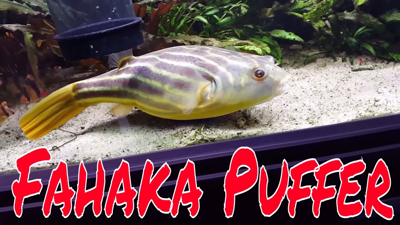 The Fahaka Puffer! Feeding Live Food and Big Update on the Fahaka Puffer! -  YouTube