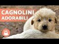 CAGNOLINI Adorabili e Divertenti 🐶 Video di Cuccioli Tenerissimi!