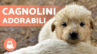 CAGNOLINI Adorabili e Divertenti  Video di Cuccioli Tenerissimi!