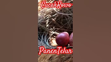 Makanan Cucak Rawa di Kandang + Panen Telur 2 Butir #cucakrawa #cucakrowo #cucakrowogacor