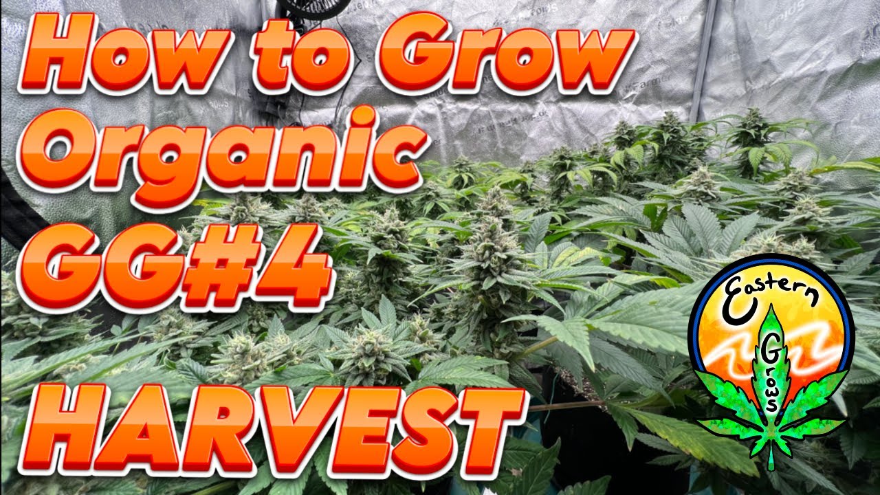 How to grow Organic GG#4 Harvest