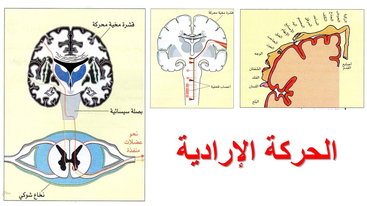 الإتصال العصبي - 4 متوسط