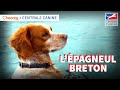 Lpagneul breton  chassonscom x centrale canine