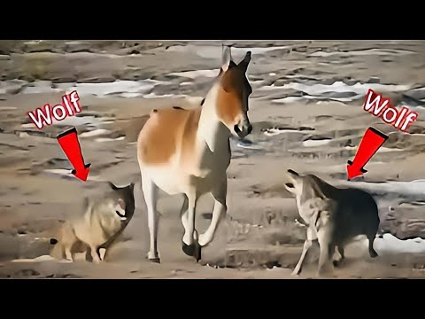 Video: Kuidas öelda Wolfi jälgi koerteedelt