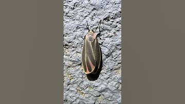 I’m delighted to see this moth again!