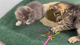 Kittens Playing With Toys