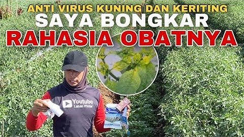 Virus Kuning Pada Cabe ? Jangan Khawatir, Saya Bongkar Obat Hama Virus Gemini