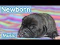 Music for Newborn Puppies! How to Calm My Dogs Newborn Litter? Maybe Relaxing Puppy Music will Help!