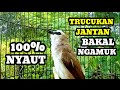 trucuk betina memanggil jantan agar nyaut trucukan jantan bakal ngamuk seketika